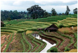 terraced irrigation